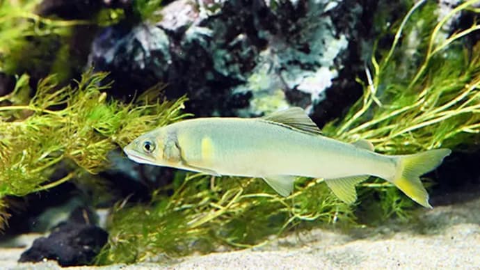 酔鯨 純米酒 香魚(こうぎょ)2023解禁!