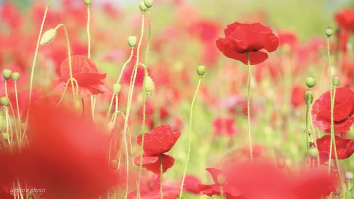 笹井の花壇