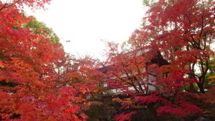 天神様縁日の紅葉：長岡天満宮　＠　京都妖怪探訪（６６４）