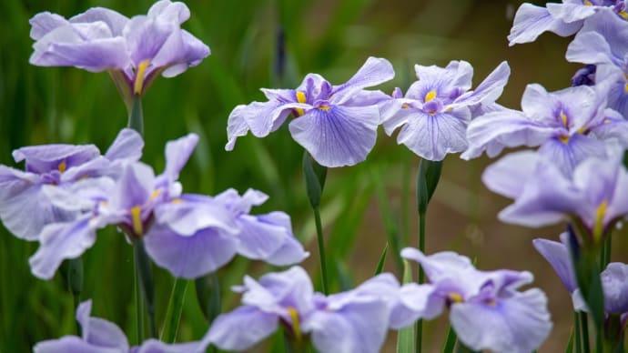水元公園の花菖蒲園