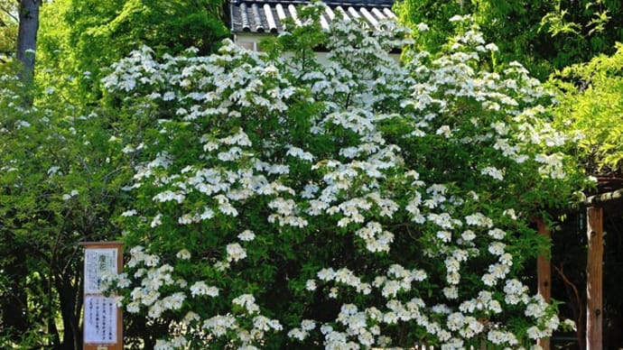 唐招提寺 瓊花特別展