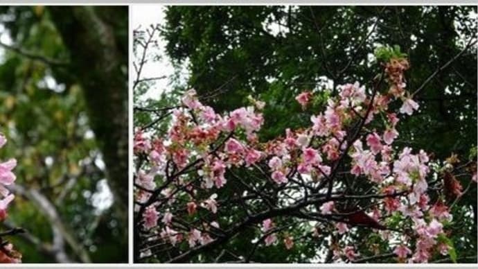 巾着田曼殊沙華公園