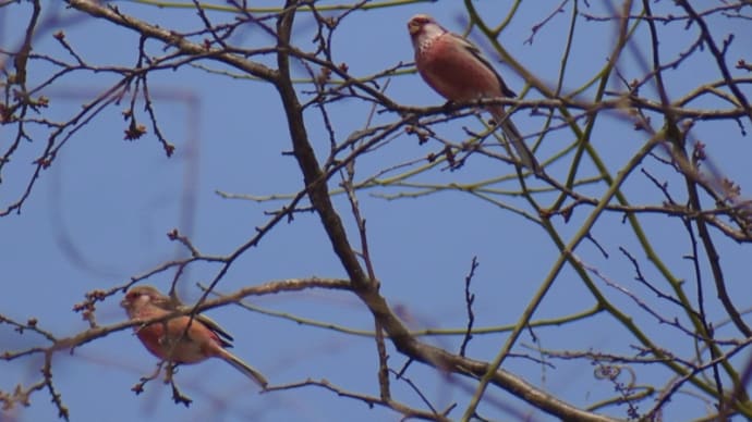 休暇中の鳥撮り①赤い鳥ベニマシコのオス