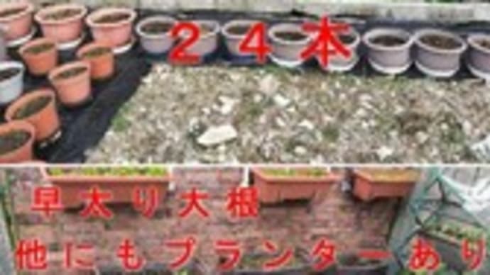 大根の元個数は