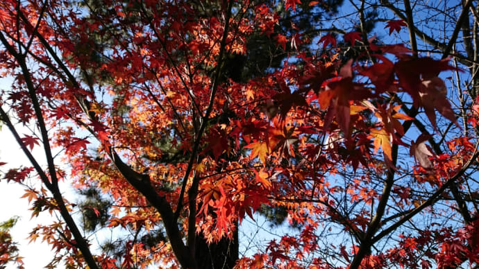 紅葉🍁真っ盛りの宇治@2019 11 23撮