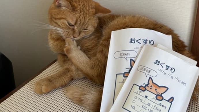 またしてもお腹がゆるくなった猫