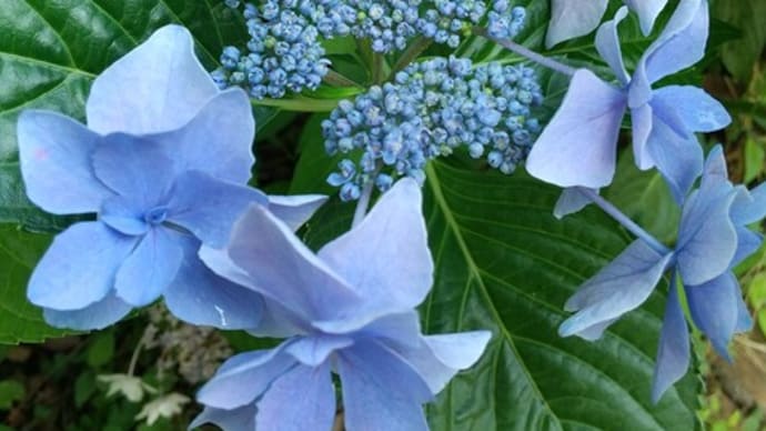 紫陽花 見納めですね