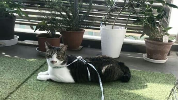 こどもの日だにゃん