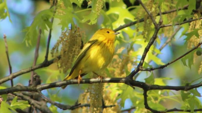 裏の公園でキイロアメリカムシクイ