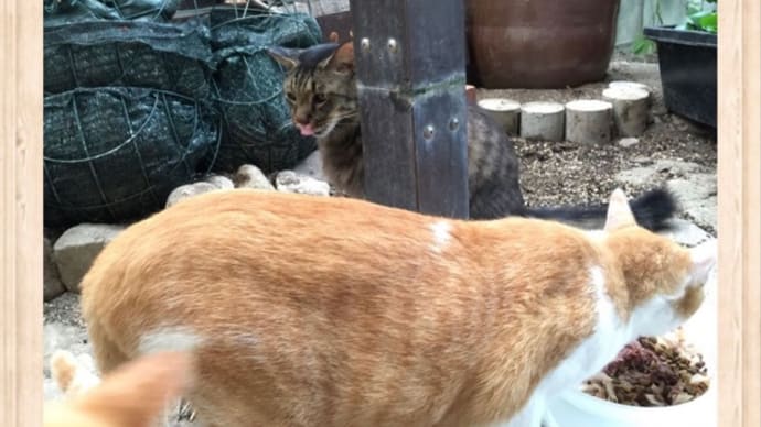 外猫の多頭崩壊(´・_・`)