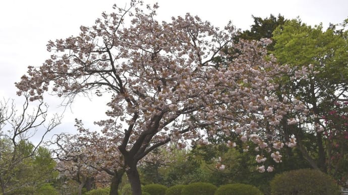 変わり種 さくら狩り 神奈川県鎌倉市 日比谷花壇大船フラワーセンター(1)普賢象、一葉、松月