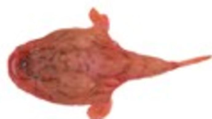 ハナグロフサアンコウ