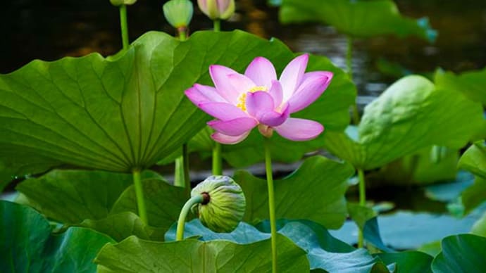 修景池の花蓮