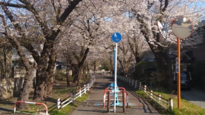 太平川の桜