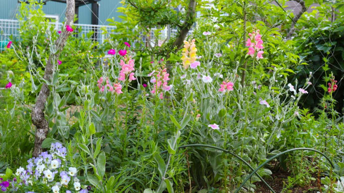 道端に咲く花と庭の花