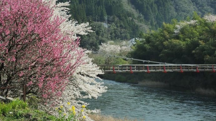 つり橋と桜