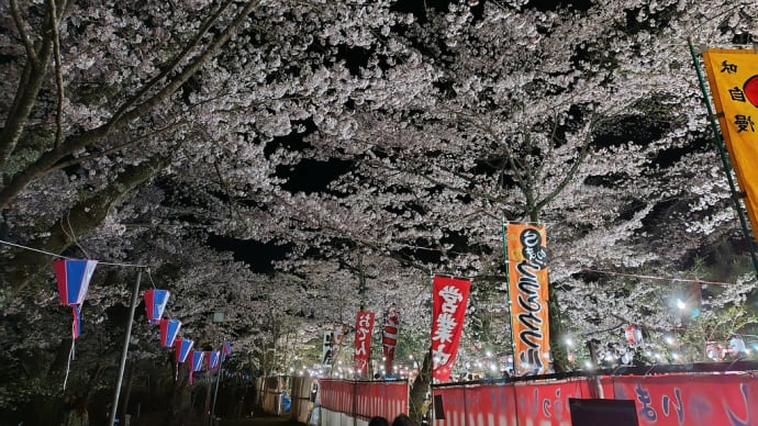 偕楽園桜山の、夜桜ライトアップ
