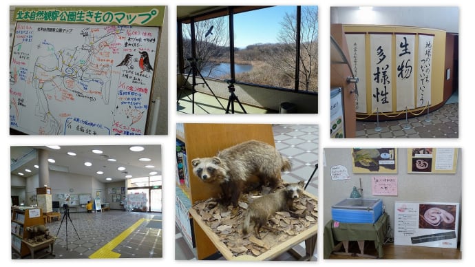 久しぶりの北本自然観察公園