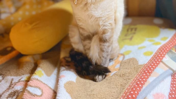 また出た!
