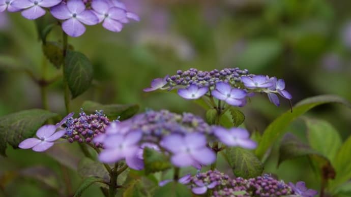 六月の金平糖 ~山紫陽花づくし~