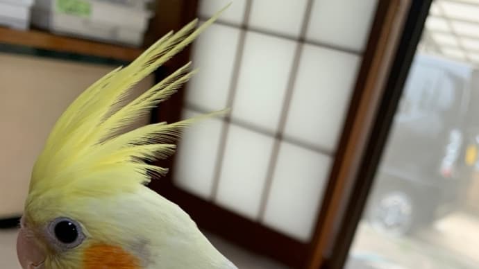 販売❣️オカメインコシナモンパールパイド