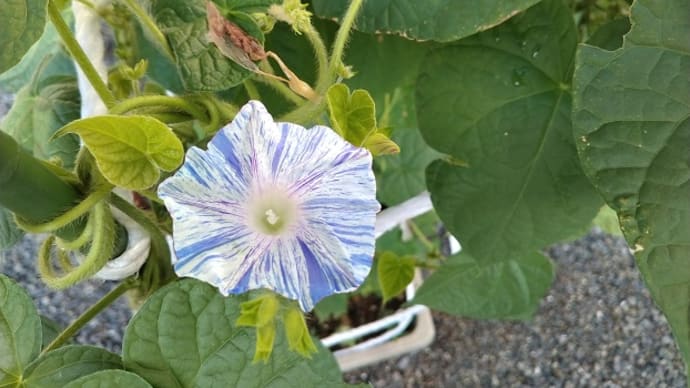 kazuyoo60さんに種を頂いた、しぼりの朝顔咲き出しました~~!