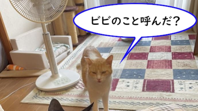 勘違いビビ
