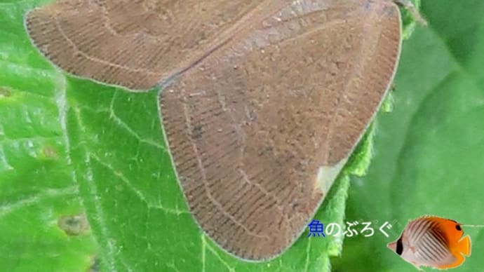 チュウゴクアミガサハゴロモ