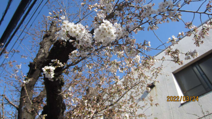 桜の開花が進む杉並区（３月２４日）