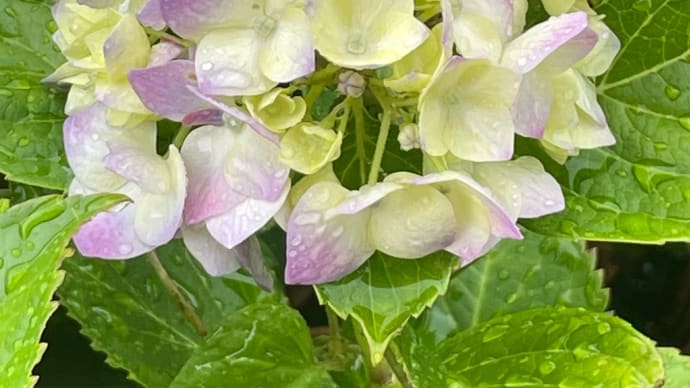 紫陽花は雨が似合う