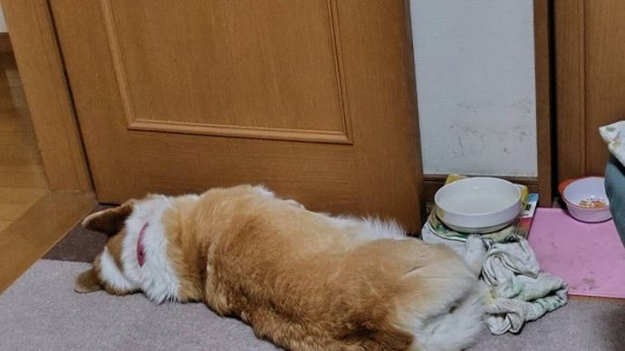 バラの季節