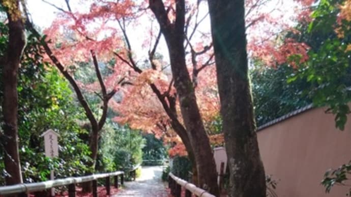 再 光悦寺