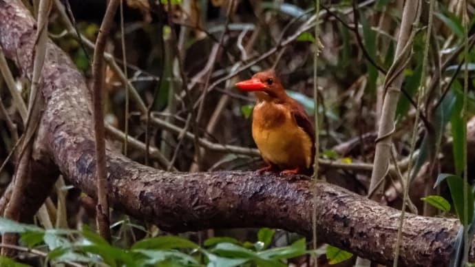 アカショウビン:LEICA DG VARIO-ELMAR 100-400mmとMC-14で