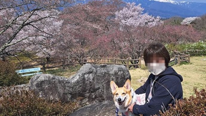 桜満開の伊那路へ