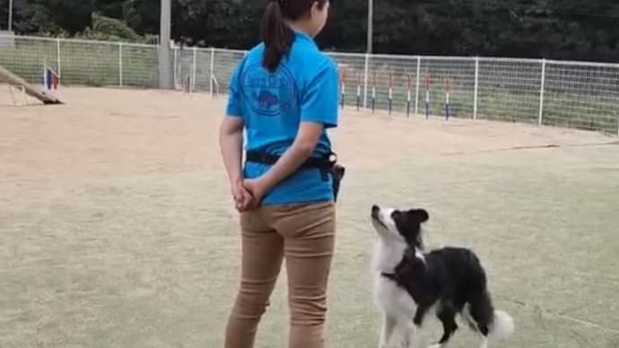 ドッグダンスセミナー