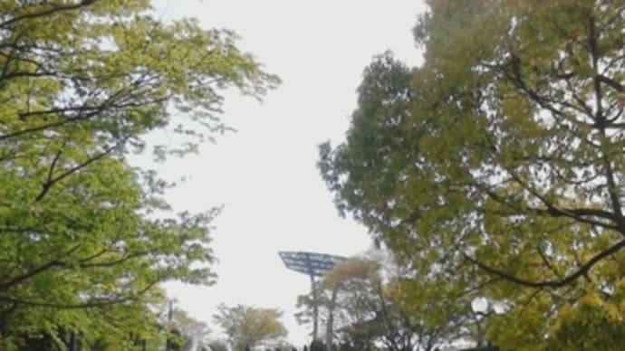 今年も。(織田記念陸上2013 1日目)