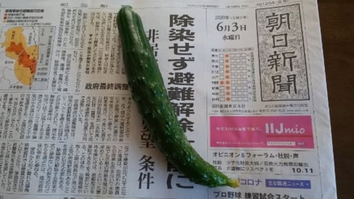 キュウリ初取り、ツバメ一家
