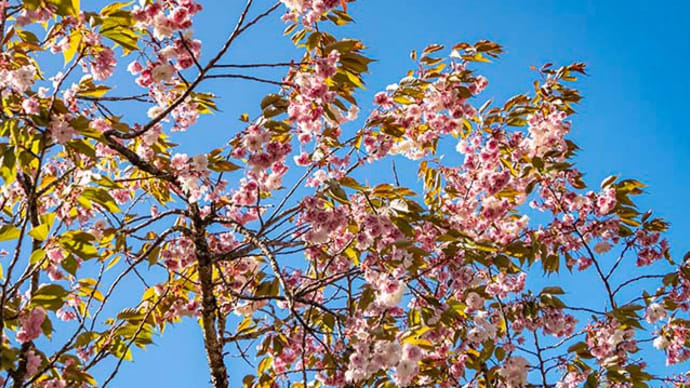 山中湖村役場の里桜満開でした