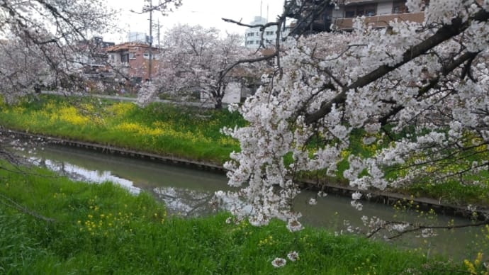 俳句　春の小川の散歩道