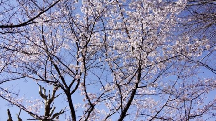 2024年 4月 1日(月)の京都市内(10)