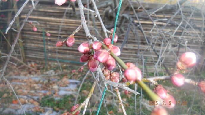 枝垂れ梅開花間近 定植場作り