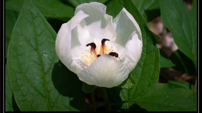 男池で花散策 他
