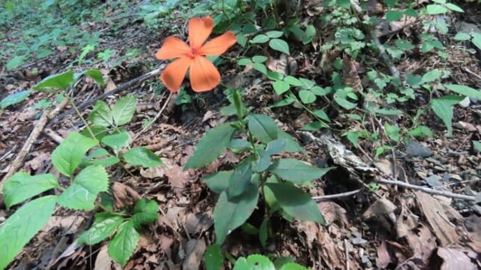 高ボッチ高原・鉢伏山の植物 フシグロセンノウ(節黒仙翁)