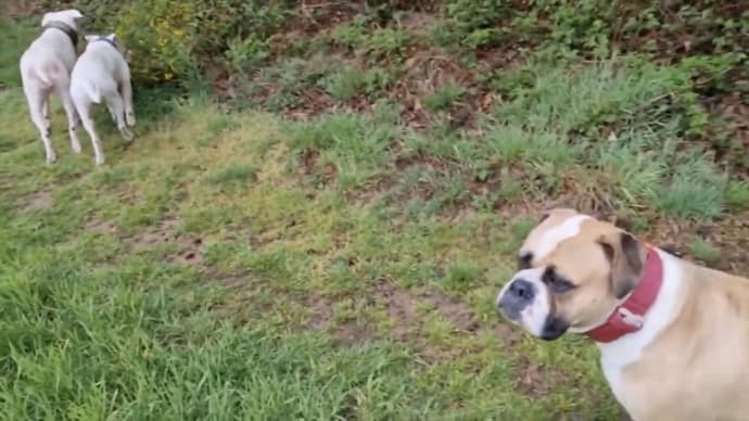 ドゴアルヘンティーノ 多頭飼育の様子をご覧ください。