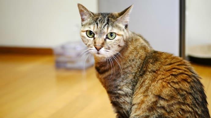 ケーキより猫