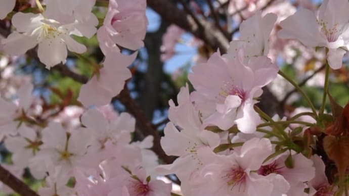 京都マールブランシュの桜バターケーキ