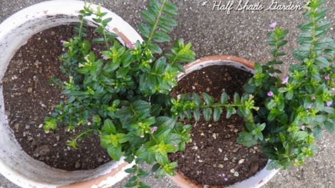 アンティークカラーの冬の寄せ植えを作りました♪
