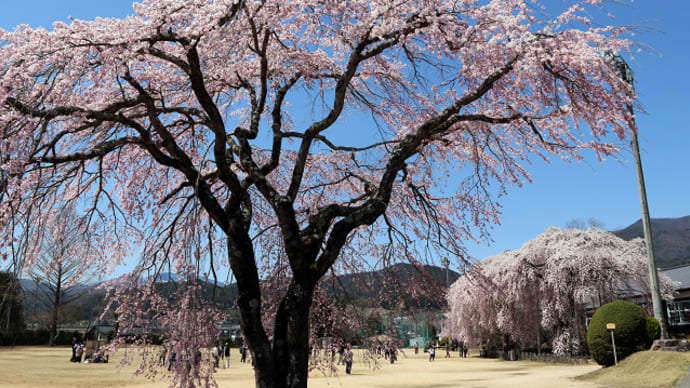 飯田市 旧山本中学校杵原学校の桜 8