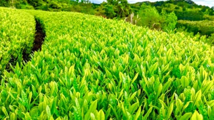 EU残留農薬基準適合、世界に認められた農薬不使用の八女茶。