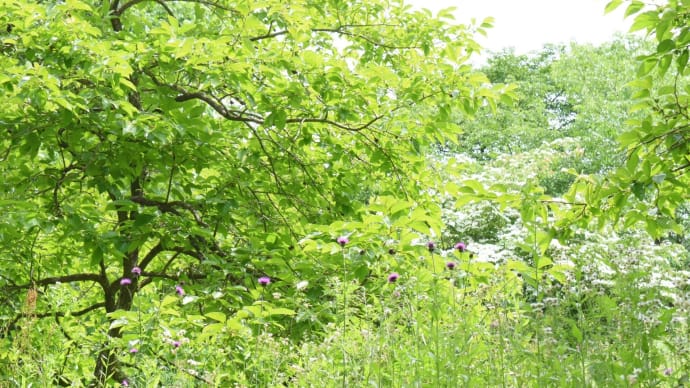 鬱蒼と明るい森。